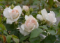 Preview: Hochstammrose Aspirin